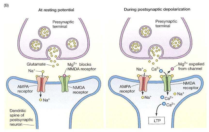 LTP NMDAR studie s inhibitory jejich fce důležitá pro vznik ale nikoli pro udržení LTP -