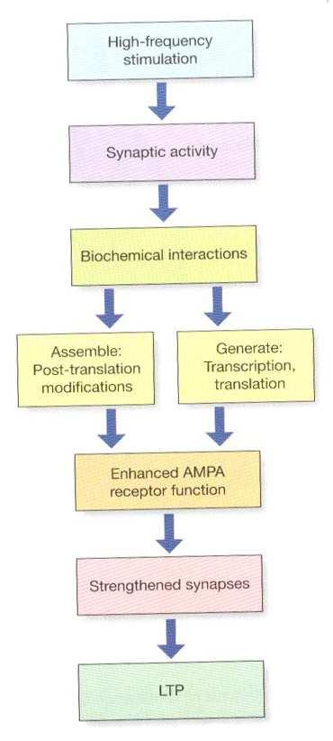 LTP Ca 2+ influx je klíčový pro vznik LTP funguje