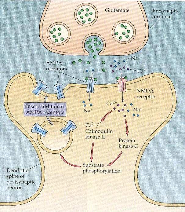 LTP Ca 2+ váže na kalmodulin aktivace CaMKII CaMKII hodně v PSD zóně, inhibice zablokovani LTP - regulace aktivity i transportu