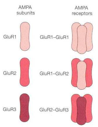 LTP AMPAR různá kombinace podjednotek GluR1 až 4 - GluR1 hodně v LTP fosforylována CamKII, - vyšší propustnost pro Ca 2+ ionty - GluR2