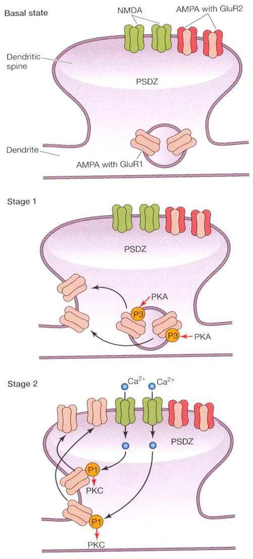 LTP Fosforylace GluR1 aktivace PKA AMPAR inzerce do