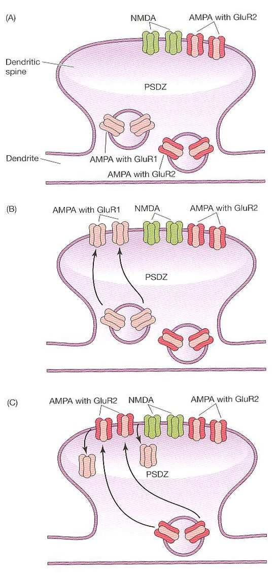 PKC a AMPAR do PSD zóny, GluR1 AMPAR v LTP po čase nahrazeny