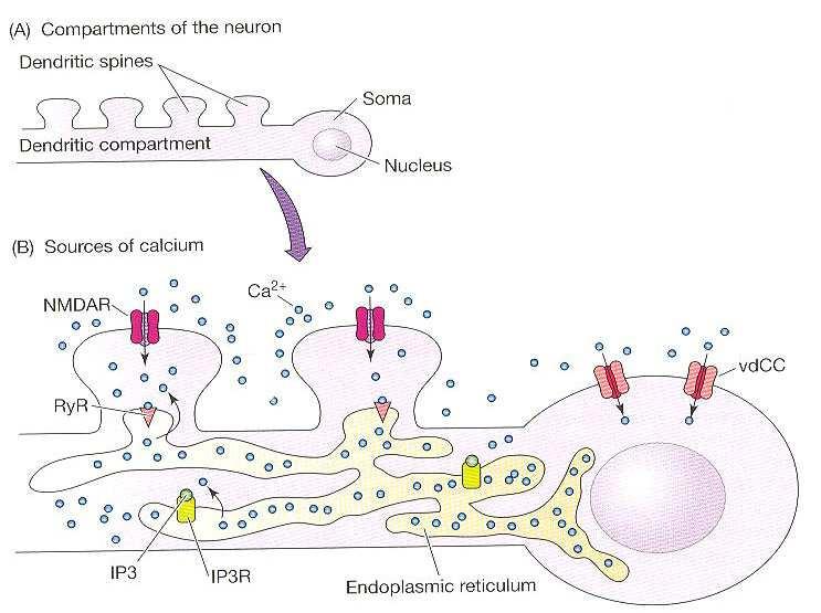 Ca 2+ v LTP - nárůst Ca 2+ iontů v cytoplazmě je klíčový - zdroje Ca 2+ - extracelulární - intracelulární (ER rychle