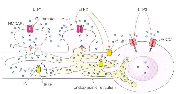 Ca 2+ v LTP na indukci LTP se mohou podílet všechny 3 možné zdroje Ca 2+ (RYR, IP3R, vdcc) - každý indukován jiným signálem IP3R i v dendritech, vdcc a RYR asi spíš fungují v