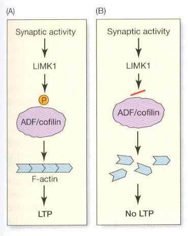 LTP a morfologie synapsí ADF/cofilin