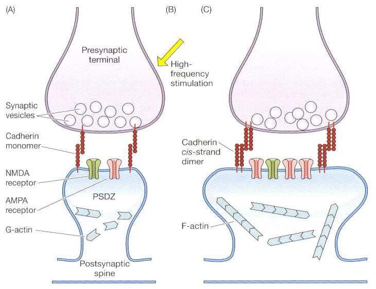 LTP a morfologie synapsí Kadheriny důležité pro udržení struktury synapse (pre a postsynaptická buňka) neurální kadheriny Ca 2+