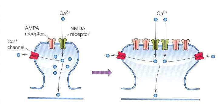 LTP stabilita Paměť synaptic plasticity hypothesis synapse jsou modifikovatelné, ale musí být i stabilní (dlouhodobá paměť) Stabilita velké synapse po LTP nepřibude-li NMDAR ale jen AMPA pak do