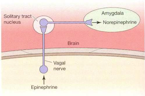 Modulace paměti hormony Adrenalin z krve neprochází blood-brain bariéru signalizace do amygdaly přes nervus vagus Adrenalin ovlivňuje transport AMPA receptorů v hipokampu - modulační funkci i