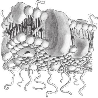 16 / Èlovìk, jeho smysly a svìt zevní strana bunìèné membrány glykoproteiny fosfolipidy fosfolipidy vnitøní strana bunìèné membrány Obr. 2.