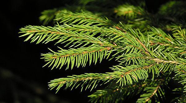 3.2 Charakteristika zkoumaných druhů Picea: Picea abies smrk ztepilý Picea abies (L.) H. Karst. Deut. Fl. (Karsten) 325, 1881. Syn.