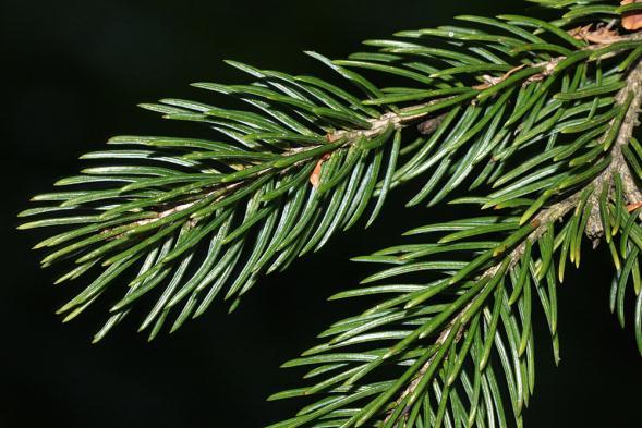 Picea alcoquiana smrk dvoubarný Picea alcoquiana (Veitch ex Lindl.) Carrière Traité Gén. Conif., ed. 2. 343.