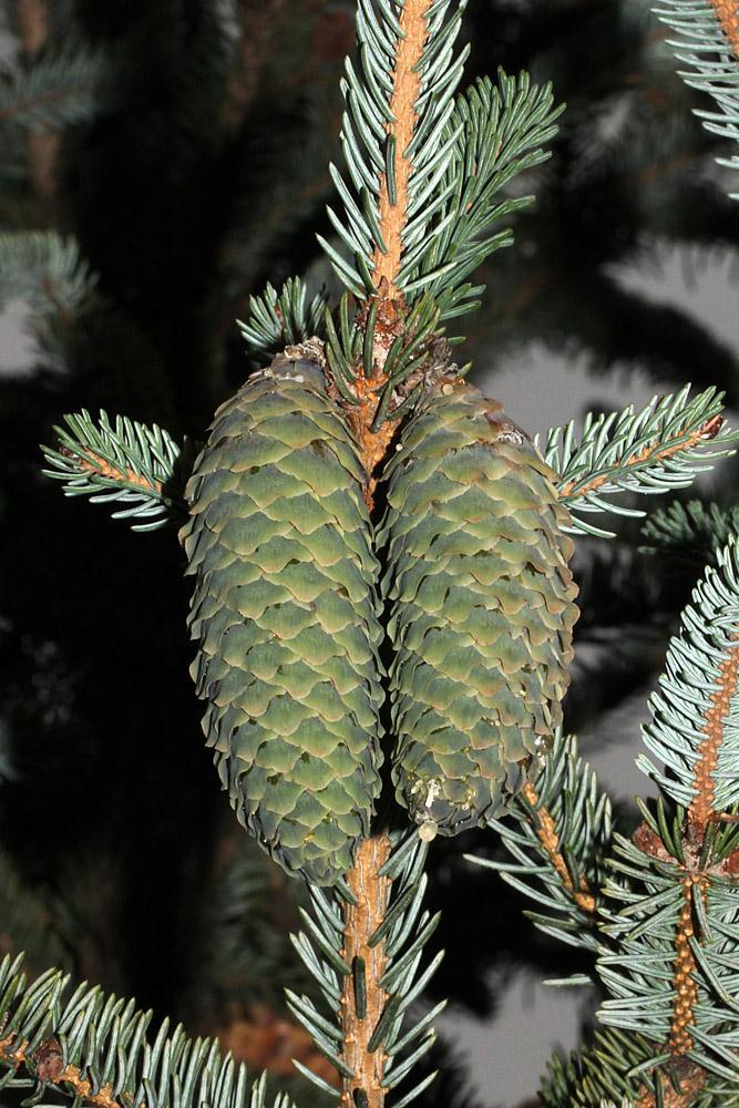 : Picea bicolor Mayr strom vysoký 15 25m s široce kuţelovitou korunou jehlice jsou čtyřhranné, směřují dopředu;