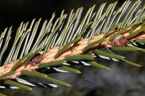 Picea jezoënsis smrk ajanský Picea jezoënsis Carrière Traité Gén. Conif. 255. 1855 Syn.: Picea ajanensis Fisch.