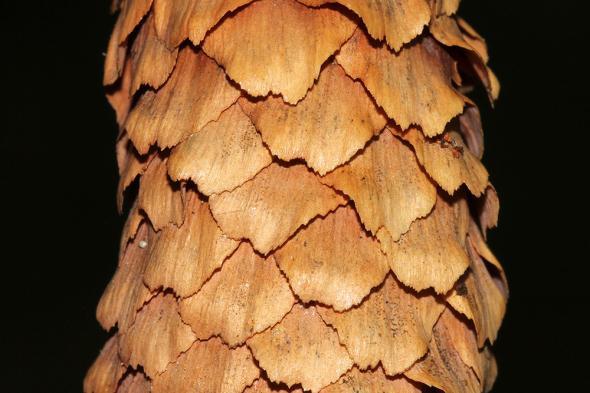 1953 je to kříţenec Picea glauca a Picea sitchensis strom vysoký aţ 20m