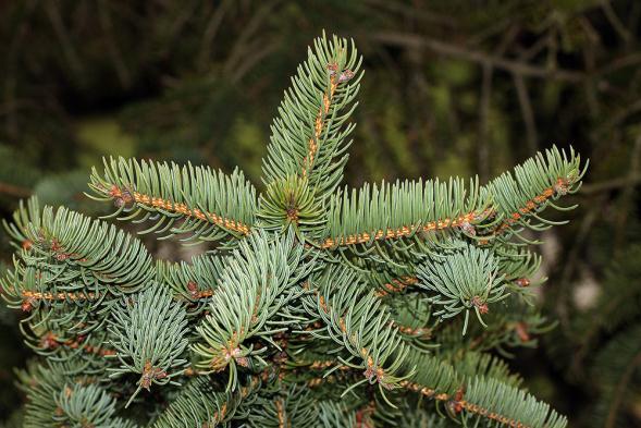 : Picea tschonoskii Mayr strom vysoký aţ 25m s velmi hustou korunou popraskaná a hustá borka šedohnědé barvy