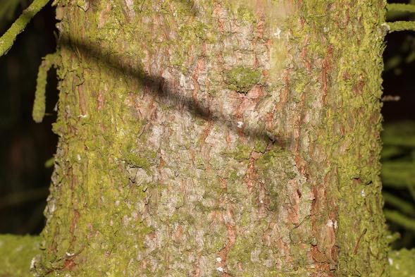 č. 65). Obr. č. 30: Šiška Picea obovata s celokrajnými šupinami. Obr. č. 31: Větvičky Picea obovata s hustě posetými jehlicemi (viz Obr.