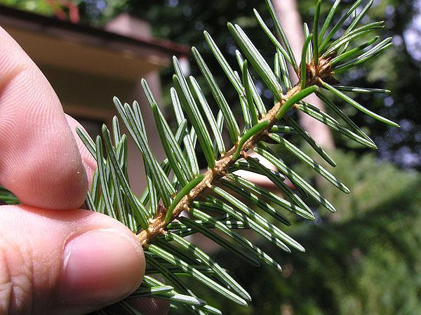 Picea omorika smrk omorika Picea omorika Pančić ex Stein Gartenflora xxxvi. (1887) 13 flg. 4 et 5; Eichl. in Engl. & Prantl, Naturl.Pflanzenfam. iii. 1 (1889) 79; Wettst. in Sitzungsb. Akad. Wiss.