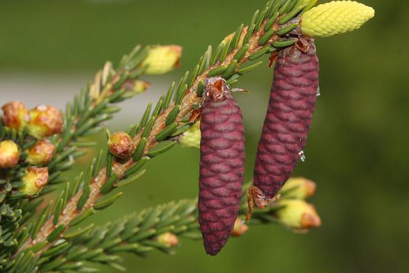 Obr. č. 35: Detail šišky Picea orientalis se zaokrouhlenými šupinami. Obr. č. 36 a 37: Detail jehlice Picea orientalis s tupým zakončením (viz Obr.