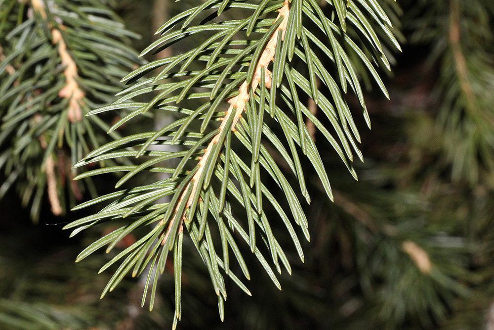 Picea schrenkiana smrk Schrenkův Picea schrenkiana Fisch. & C.A.Mey. Bull. Sc. Acad. Petersb. x. (1842) 253. Syn.: Picea tianshanica Rupr.