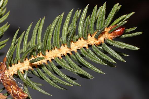 Picea torano smrk lesklý Pinaceae Picea torano Koehne Deutsche Dendrol. (1893) 22. Syn.