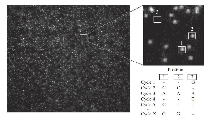 Obrázek č. 5: Snímek z reakční komůrky HeliScope (zdroj: Hart et al., 20