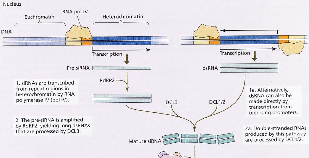 Regulace exprese prostřednictvím short interfering RNA (sirna) 15 Transkripce sirna (pomocí RNA polymerázy IV) z repetitivního heterochromatinového úseku RdRP2 = RNA-dependentní RNA polymeráza 2