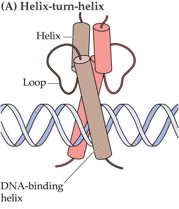 DNA-binding motivy (A) Helix-loop-helix 23 Helix-loop-helix 2 a helixy odděleny