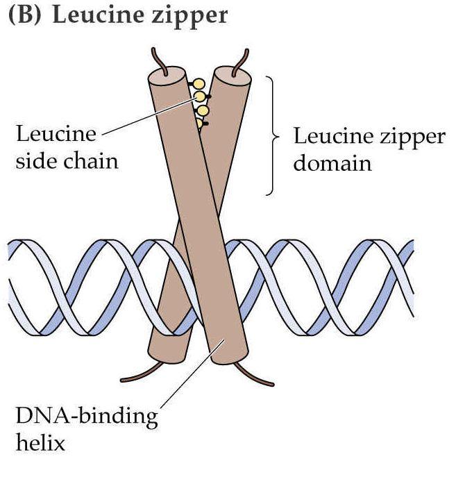 Leucine zipper a helix asi 30 aminokyselin, každá sedmá aminokyselina je leucin;
