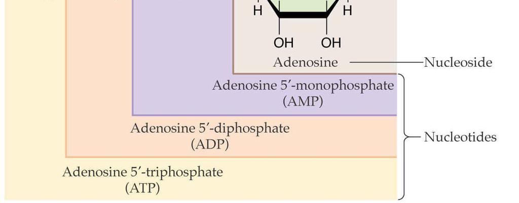 (cyklický adenosin monofosfát) O