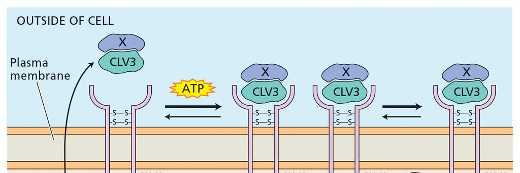 32 a) Signál indukovaný ligandem Model CLV1/CLV2 receptor-kinázové signální dráhy regulující vývoj
