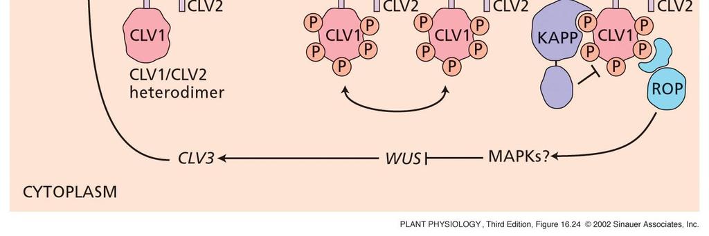 Ligand Receptorová doména Transmembránová doména Kinázová katalytická doména kinase-associated protein