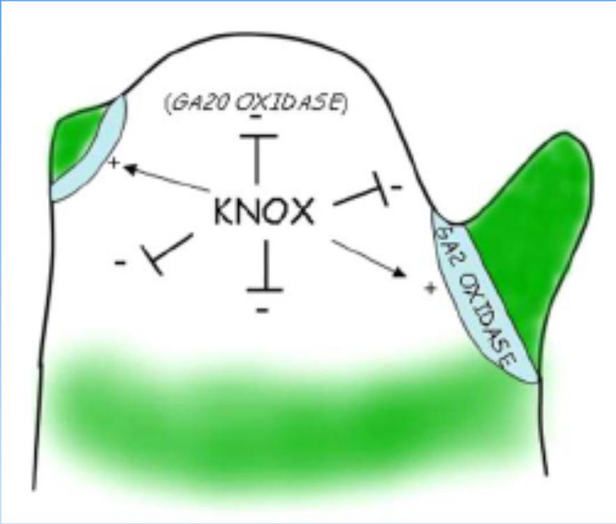 35 Exprese KNOX řídí syntézu a metabolismus giberelinů zapojen v iniciaci listů Exprese KNOX => blokace biosyntézy GAs (GA20 oxidáza) v centrální části meristému Exprese KNOX => stimulace konverze