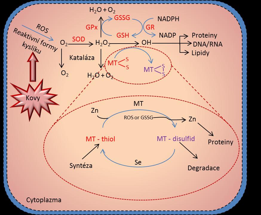 a MT se rekonstituuje v přítomností kovů jako je zinek za fyziologických podmínek. Tenhle proces představuje MT redoxní cyklus. Obr. 1 zobrazuje antioxidační mechanismus v důsledku působení oxidanty.