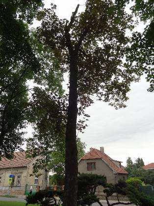 č.26 Acer pseudoplatanus Schwedleri javor klen Kmen stromu: bez výrazného poškození Koruna stromu: torzo koruny bez terminálu, s výrazně sníženou vitalitou STROM JE NEPERSPEKTIVNÍ, NAVRŽEN K