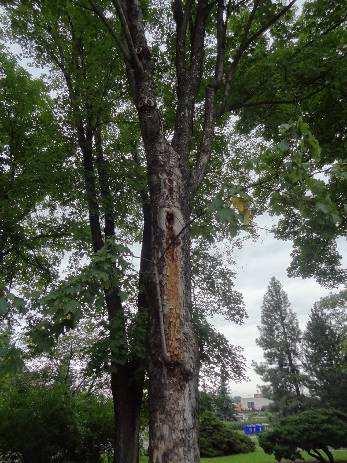 č.7 Acer pseudoplatanus javor klen báze kmene zasypána Kmen stromu: