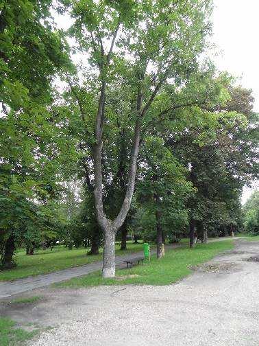 č.10 Acer pseudoplatanus javor klen zasypaná báze kmene, zhutněné stanoviště Kmen