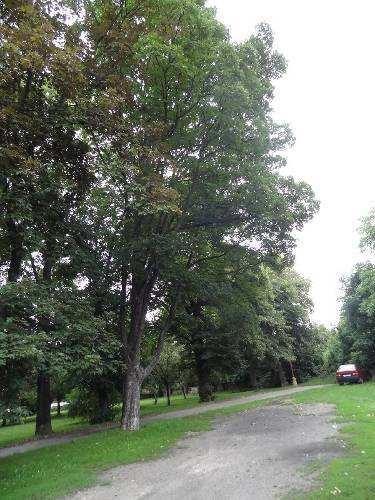 12 Acer pseudoplatanus Schwedleri javor klen Kmen stromu: bez patrných defektů