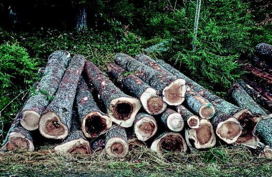 Hniloba dřeva Šíří se střední (vyzrálou) částí dřeva a okrajově je