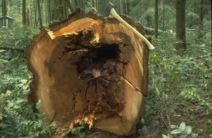 Celulózovorní houby hnědá hniloba Rozkládají jen celulózní složku dřeva enzym celuláza zahajuje štěpení celulózy enzym celobiáza dokončuje štěpení až na hexony Uvolňuje se lignin (hnědnutí); ztráta