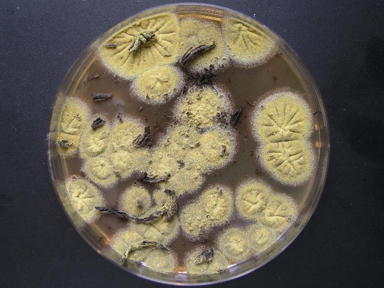 Aspergillus Vlašský