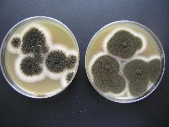 Citrinin Aspergily sekce Circumdati Aspergillus ochraceus Aspergillus