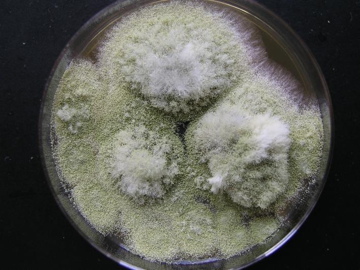 carbonarius Aspergillus foetidus Aspergillus lacticoffeatus Aspergillus niger