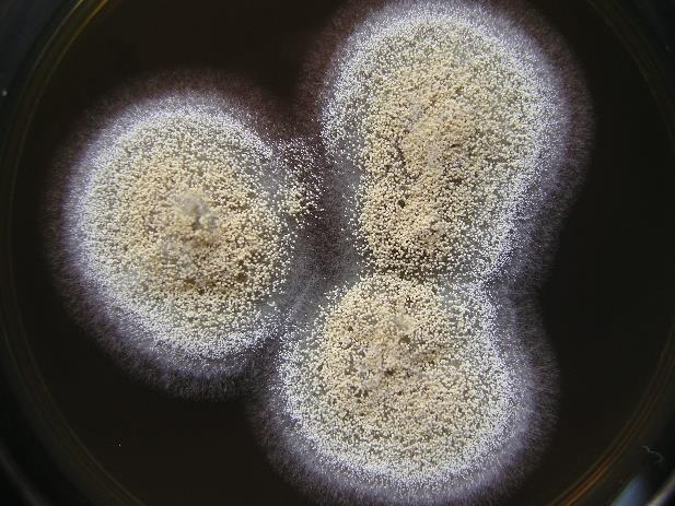 Aspergillus flavus Aspergillus parasiticus Aspergillus nomius Aspergillus