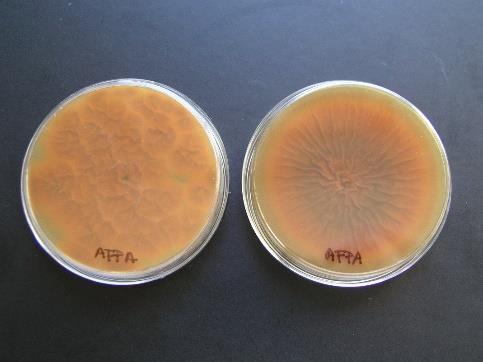 sterigmatocystin, fumitremorgeny A a B,