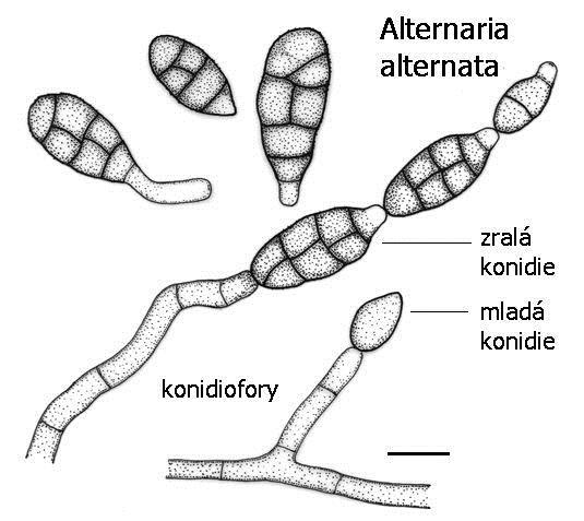 Rod Alternaria -Významný anamorfní