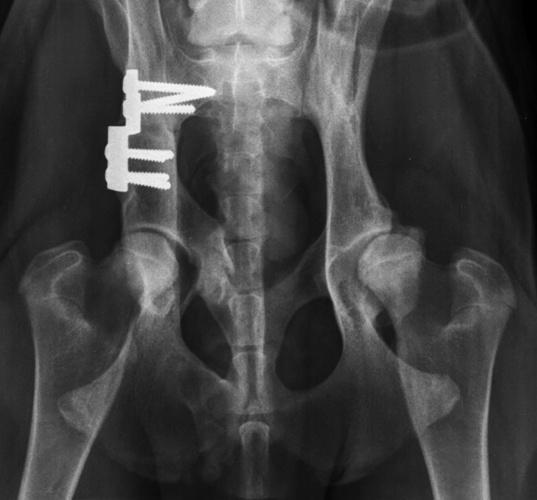 3.6.2.5 Trojitá osteotomie pánve (TPO) Trojitá osteotomie pánve bývá využívána u mladých psů převážně do 10 měsíců věku. Rentgenové snímky těchto pacientů vykazují silnou laxitu bez poškození kloubů.