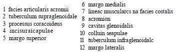 Pod kloubní jamkou leží podkloubní hrbolek tuberculum infraglenoidale, kde se upíná m. triceps brachii.