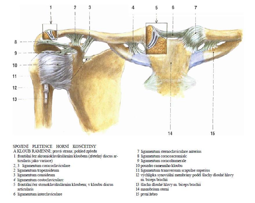 Obrázek č. 5.: Spojení pletence horní končetiny (Zdroj: ČÍHÁK, Radomír. Anatomie 1: Druhé, upravené a doplněné vydání. Praha: Grada Publishing, 2001. 49