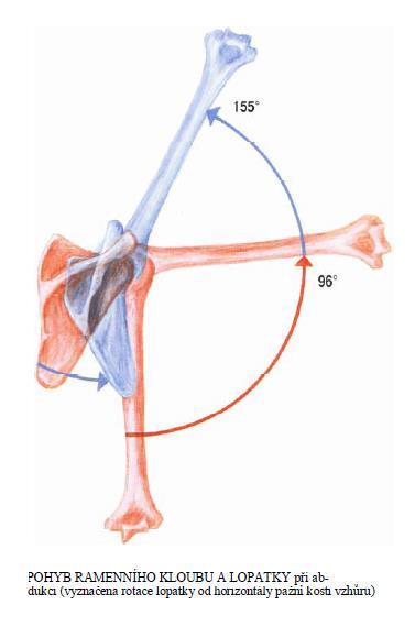 Rotace zevní a vnitřní Rozsah pohybu je 90 Svaly podílející se na pohybu m. infraspinatus, m. teres minor, m. supraspinatus a m. teres major Obrázek č. 6.