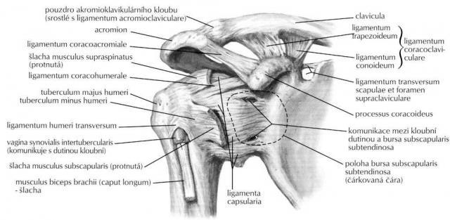 1 TEORETICKÁ ČÁST 1.1 Anatomie pletence ramenního Pletenec ramenního kloubu je tvořen spojením několika kostí.
